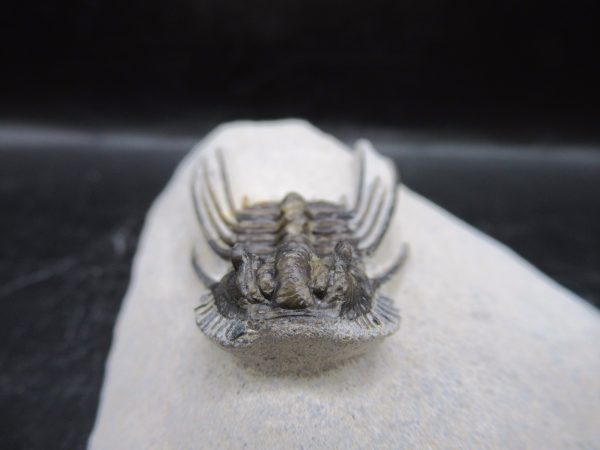 Genuine Devonian Age Leonaspis Trilobite Fossils for Sale from Morocco #5b