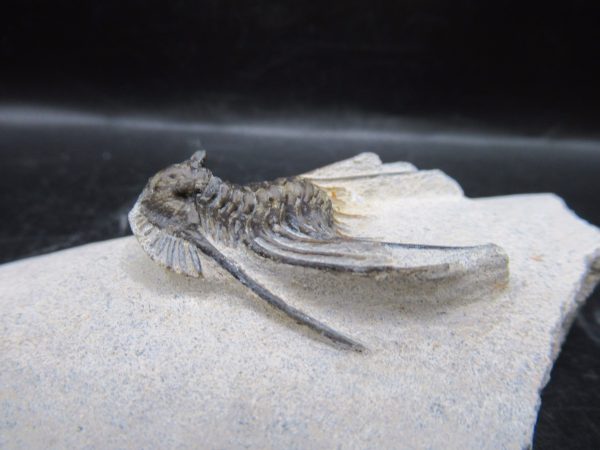 Genuine Devonian Age Leonaspis Trilobite Fossils for Sale from Morocco #5c