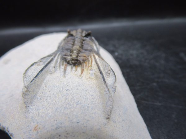 Genuine Devonian Age Leonaspis Trilobite Fossils for Sale from Morocco #5d