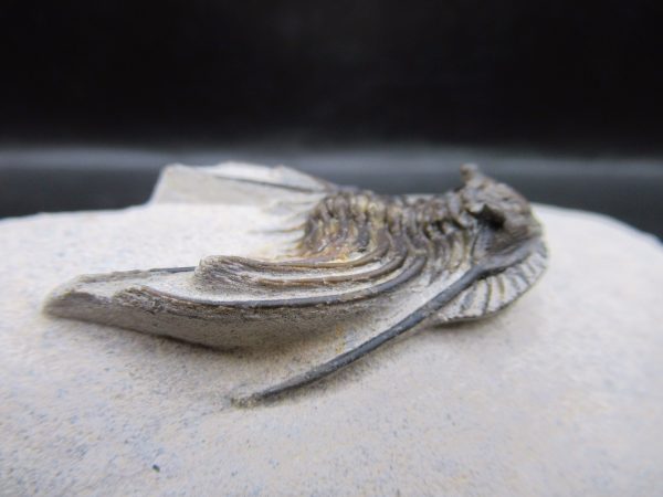 Genuine Devonian Age Leonaspis Trilobite Fossils for Sale from Morocco #5e