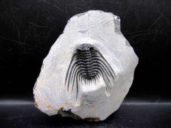 Genuine Devonian Age Leonaspis Trilobite Fossils for Sale from Morocco #6
