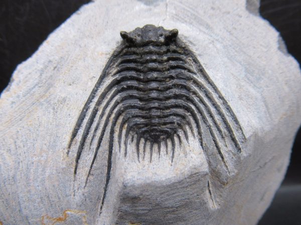 Genuine Devonian Age Leonaspis Trilobite Fossils for Sale from Morocco #6a
