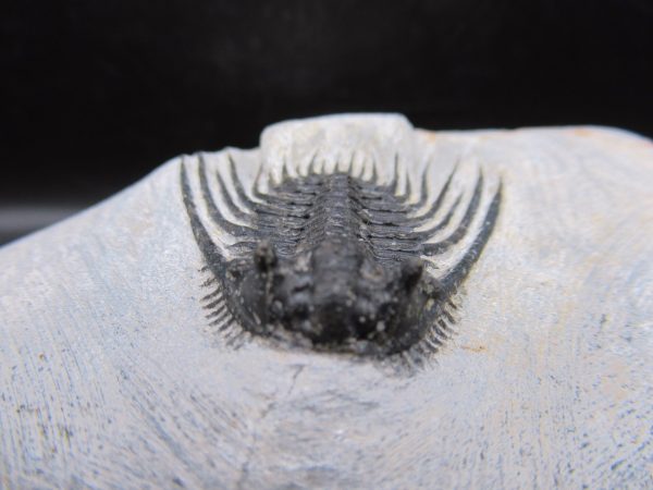 Genuine Devonian Age Leonaspis Trilobite Fossils for Sale from Morocco #6b