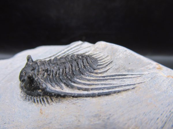 Genuine Devonian Age Leonaspis Trilobite Fossils for Sale from Morocco #6c