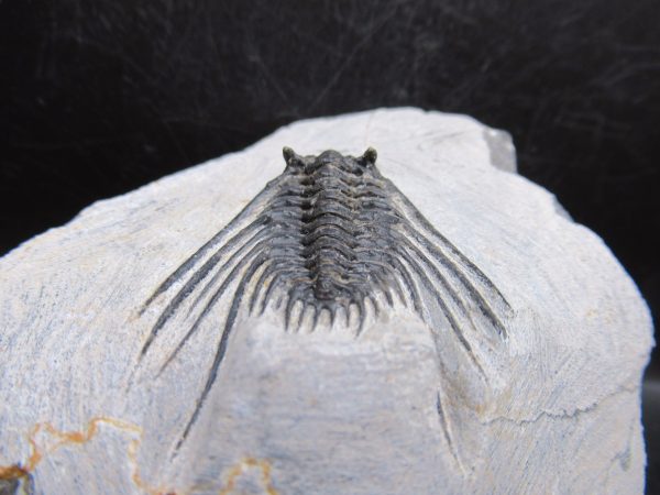 Genuine Devonian Age Leonaspis Trilobite Fossils for Sale from Morocco #6d
