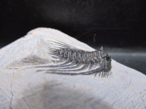 Genuine Devonian Age Leonaspis Trilobite Fossils for Sale from Morocco #6e