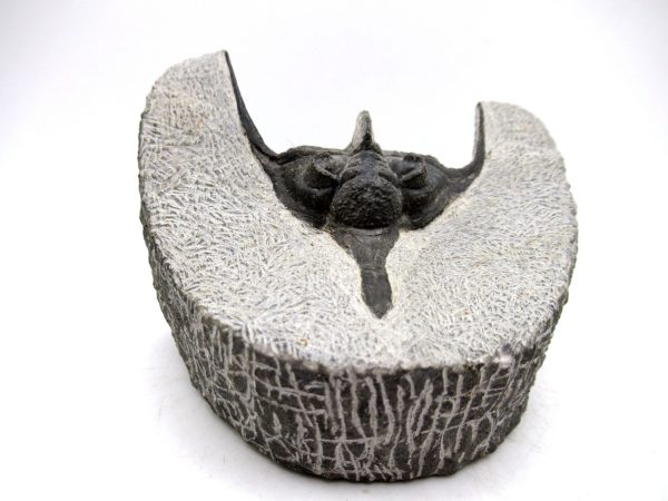 Genuine Devonian Age Psychopyge Trilobite Fossils for Sale from Morocco #1