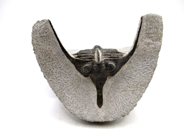 Genuine Devonian Age Psychopyge Trilobite Fossils for Sale from Morocco #1a