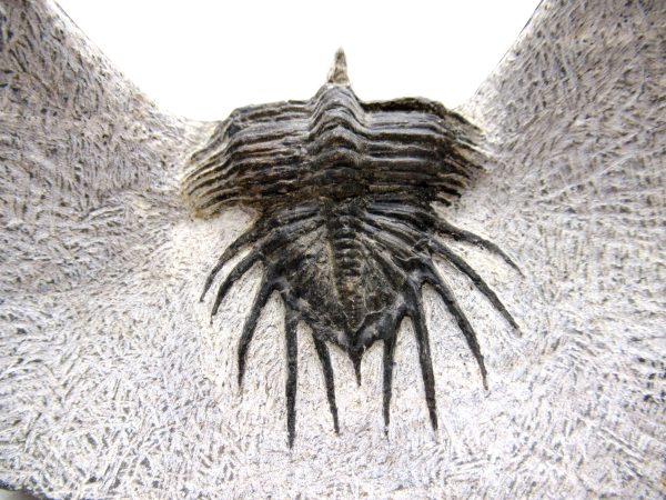 Genuine Devonian Age Psychopyge Trilobite Fossils for Sale from Morocco #1d