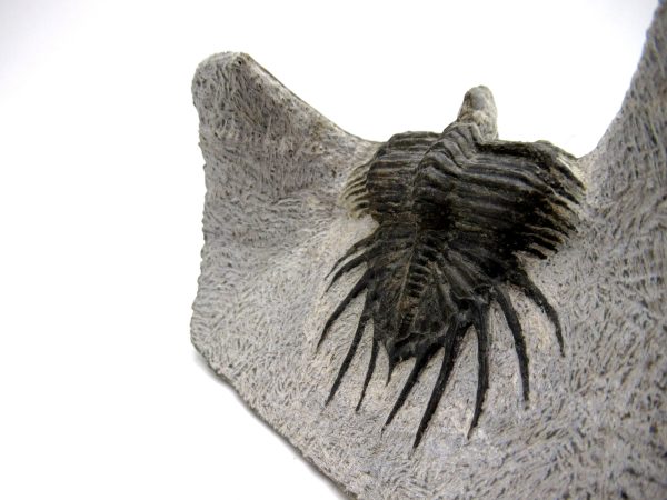 Genuine Devonian Age Psychopyge Trilobite Fossils for Sale from Morocco #1e