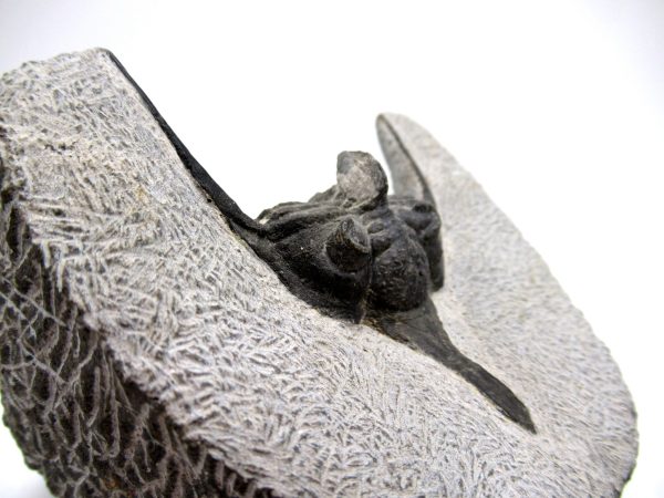 Genuine Devonian Age Psychopyge Trilobite Fossils for Sale from Morocco #1f