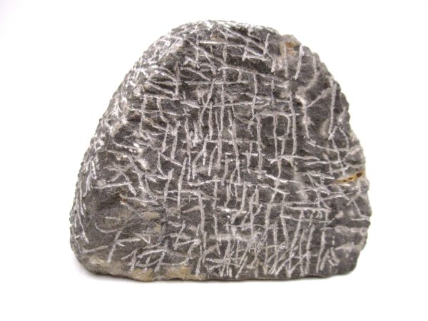 Genuine Devonian Age Psychopyge Trilobite Fossils for Sale from Morocco #1g