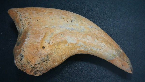 Genuine Cretaceous Age Anzu Wyliei Dinosaur Claw From South Dakota For Sale #1