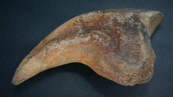 Genuine Cretaceous Age Anzu Wyliei Dinosaur Claw From South Dakota For Sale #1a