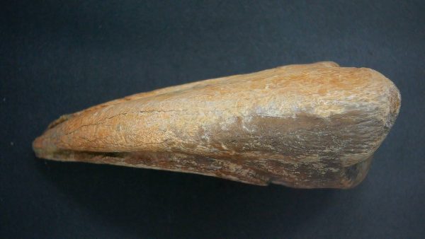 Genuine Cretaceous Age Anzu Wyliei Dinosaur Claw From South Dakota For Sale #1b