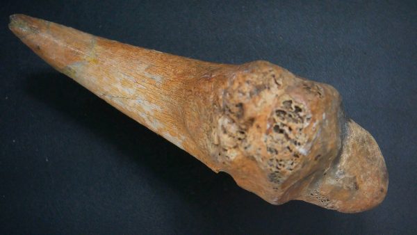 Genuine Cretaceous Age Anzu Wyliei Dinosaur Claw From South Dakota For Sale #1c
