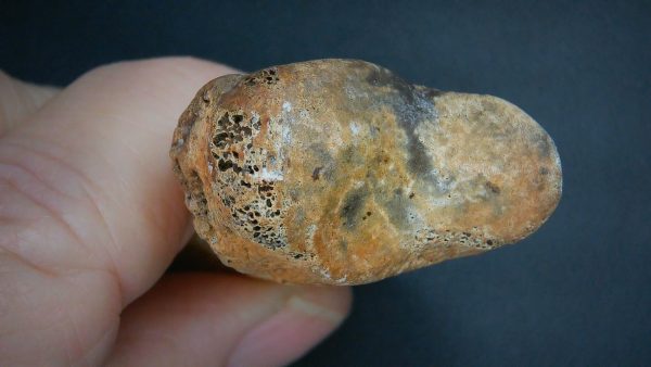 Genuine Cretaceous Age Anzu Wyliei Dinosaur Claw From South Dakota For Sale #1d