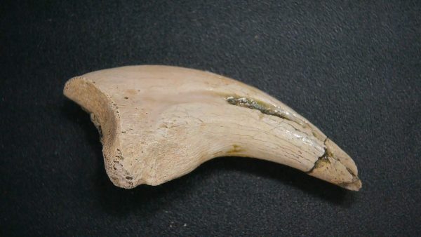 Genuine Cretaceous Age Dromaeosaurus Dinosaur Claw From South Dakota For Sale #1
