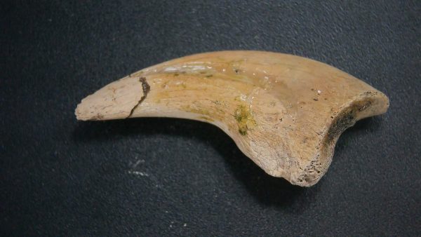 Genuine Cretaceous Age Dromaeosaurus Dinosaur Claw From South Dakota For Sale #1a
