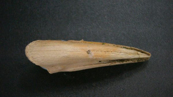 Genuine Cretaceous Age Dromaeosaurus Dinosaur Claw From South Dakota For Sale #1b