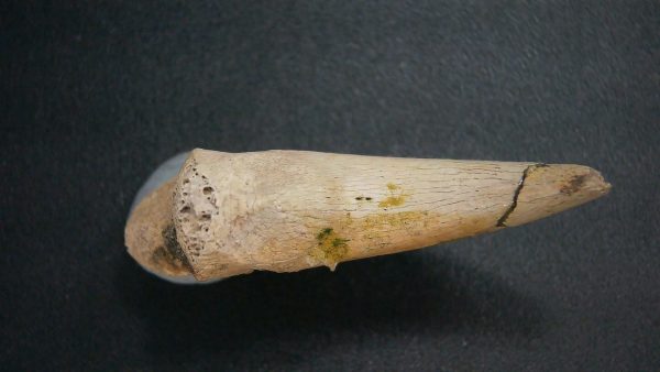 Genuine Cretaceous Age Dromaeosaurus Dinosaur Claw From South Dakota For Sale #1c