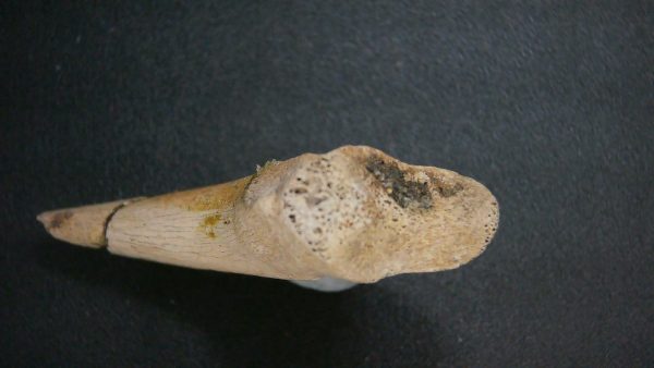 Genuine Cretaceous Age Dromaeosaurus Dinosaur Claw From South Dakota For Sale #1d