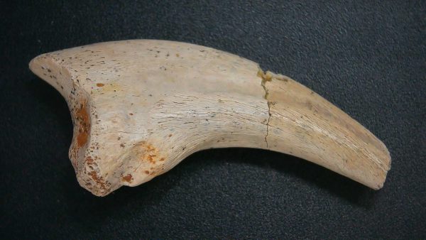 Genuine Cretaceous Age Dromaeosaurus Dinosaur Claw From South Dakota For Sale #2