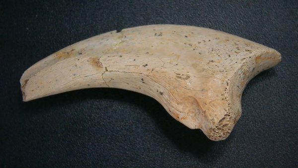 Genuine Cretaceous Age Dromaeosaurus Dinosaur Claw From South Dakota For Sale #2a