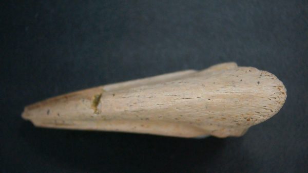 Genuine Cretaceous Age Dromaeosaurus Dinosaur Claw From South Dakota For Sale #2b