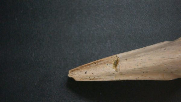 Genuine Cretaceous Age Dromaeosaurus Dinosaur Claw From South Dakota For Sale #2c