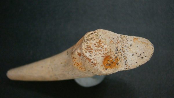 Genuine Cretaceous Age Dromaeosaurus Dinosaur Claw From South Dakota For Sale #2d