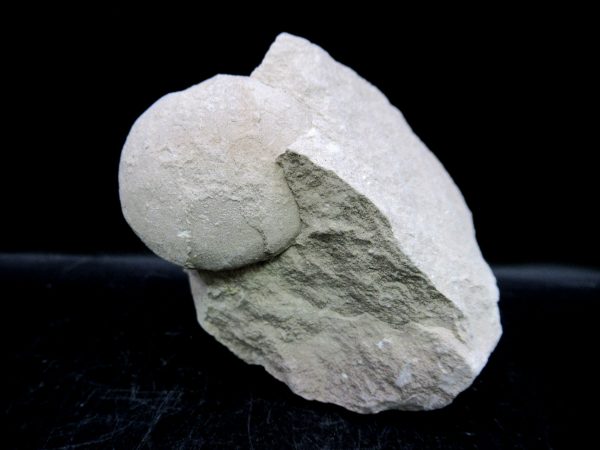 Genuine Oligocene Age Tortoise Egg Specimen From Wyoming For Sale #1