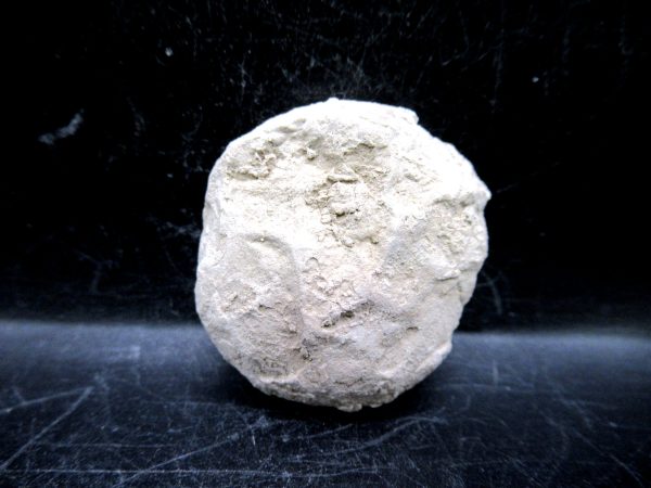 Genuine Oligocene Age Tortoise Egg Specimen From Wyoming For Sale #12a