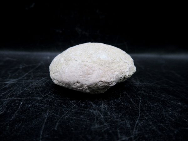 Genuine Oligocene Age Tortoise Egg Specimen From Wyoming For Sale #12b