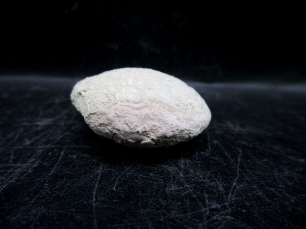 Genuine Oligocene Age Tortoise Egg Specimen From Wyoming For Sale #12c