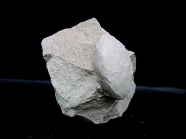 Genuine Oligocene Age Tortoise Egg Specimen From Wyoming For Sale #1a