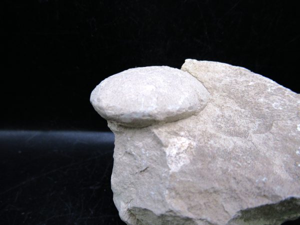 Genuine Oligocene Age Tortoise Egg Specimen From Wyoming For Sale #1b