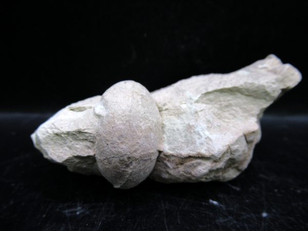 Genuine Oligocene Age Tortoise Egg Specimen From Wyoming For Sale #3