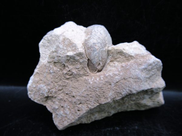 Genuine Oligocene Age Tortoise Egg Specimen From Wyoming For Sale #3a