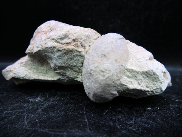 Genuine Oligocene Age Tortoise Egg Specimen From Wyoming For Sale #3c