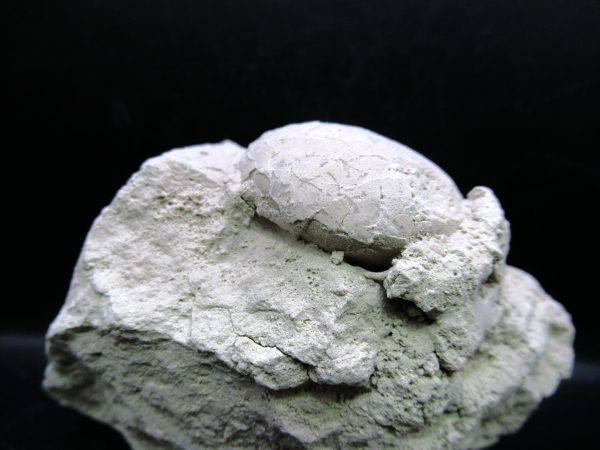 Genuine Oligocene Age Tortoise Egg Specimen From Wyoming For Sale #4a