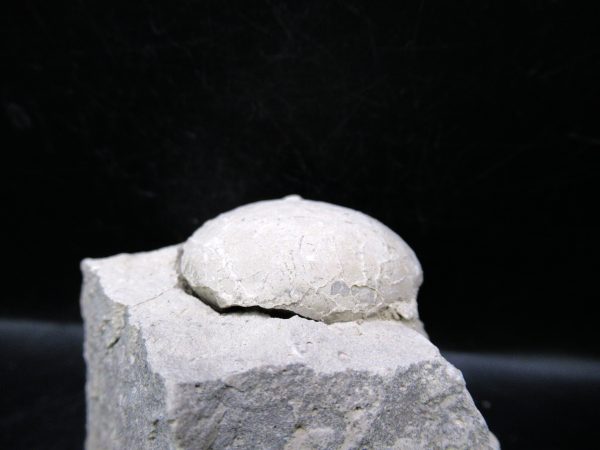 Genuine Oligocene Age Tortoise Egg Specimen From Wyoming For Sale #4c