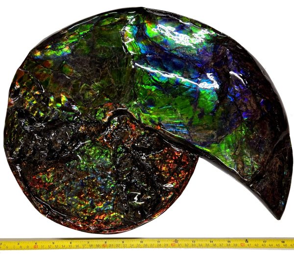 canadian gem ammolite ammonite 5716e | Fossils for Sale General Cretaceous Age Gem Ammolite Ammonite Fossils From Canada For Sale #5716e