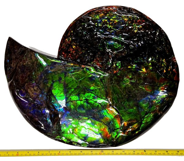 canadian gem ammolite ammonite 5716f | Fossils for Sale General Cretaceous Age Gem Ammolite Ammonite Fossils From Canada For Sale #5716f