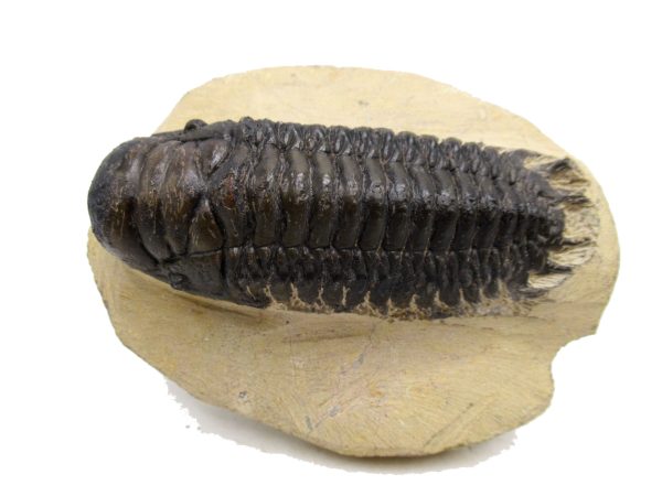 Genuine Devonian Age Crotalocephalina Trilobite Fossils for Sale from Morocco #4