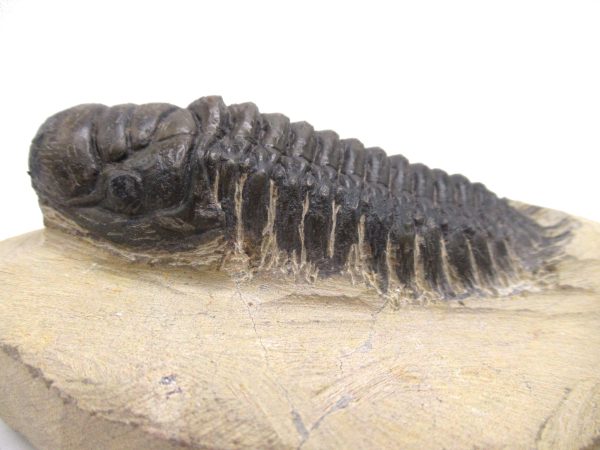 Genuine Devonian Age Crotalocephalina Trilobite Fossils for Sale from Morocco #4b
