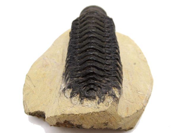 Genuine Devonian Age Crotalocephalina Trilobite Fossils for Sale from Morocco #4c