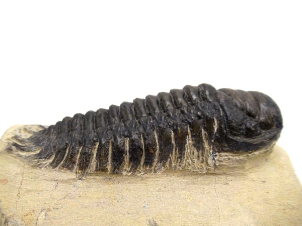 Genuine Devonian Age Crotalocephalina Trilobite Fossils for Sale from Morocco #4d