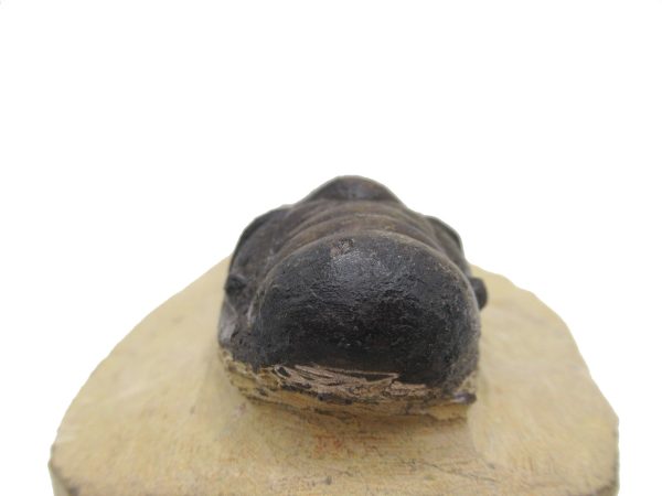 Genuine Devonian Age Crotalocephalina Trilobite Fossils for Sale from Morocco #4e