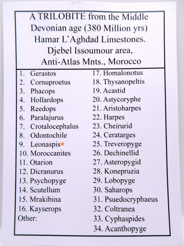 Genuine Devonian Age Leonaspis Trilobite List Fossils for Sale from Morocco